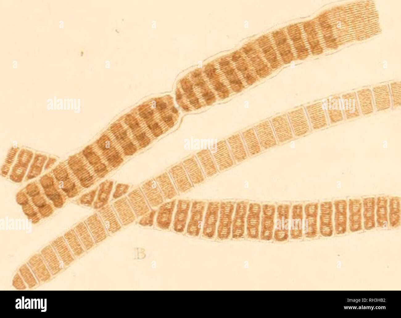 Confervae hi-res stock photography and images - Alamy