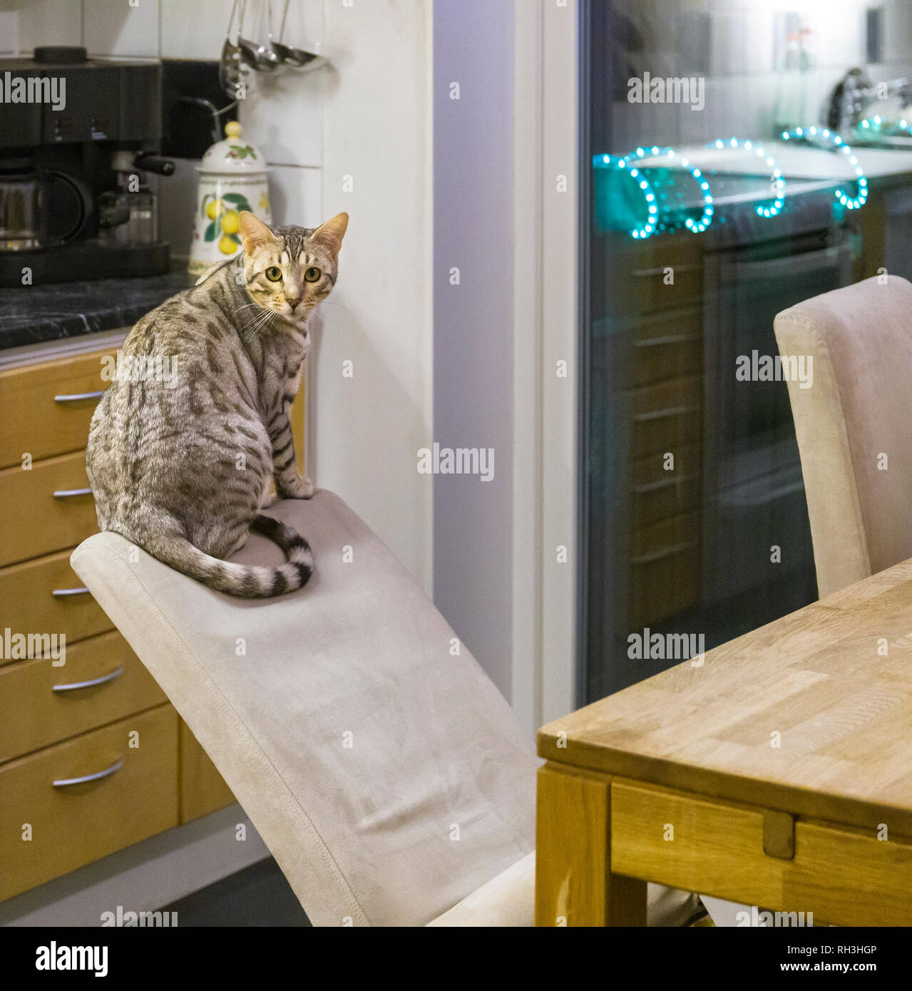 Cat leaning back chair hires stock photography and images Alamy
