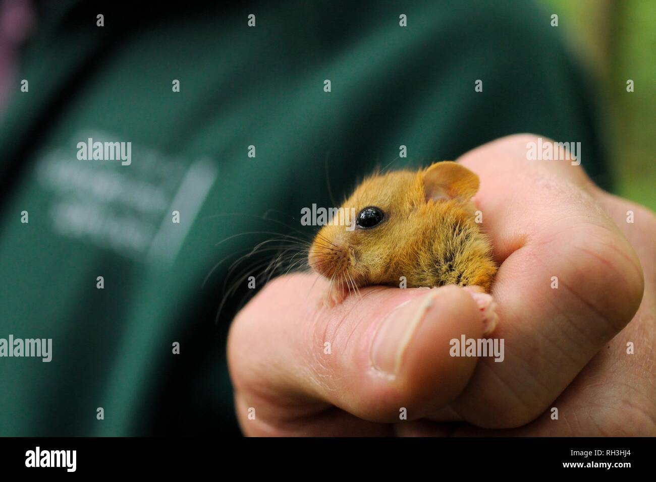 Hazel dormouse (Muscardinus avellanarius) held in the hand during a reintroduction into coppiced woodland, Nottinghamshire, UK. Stock Photo