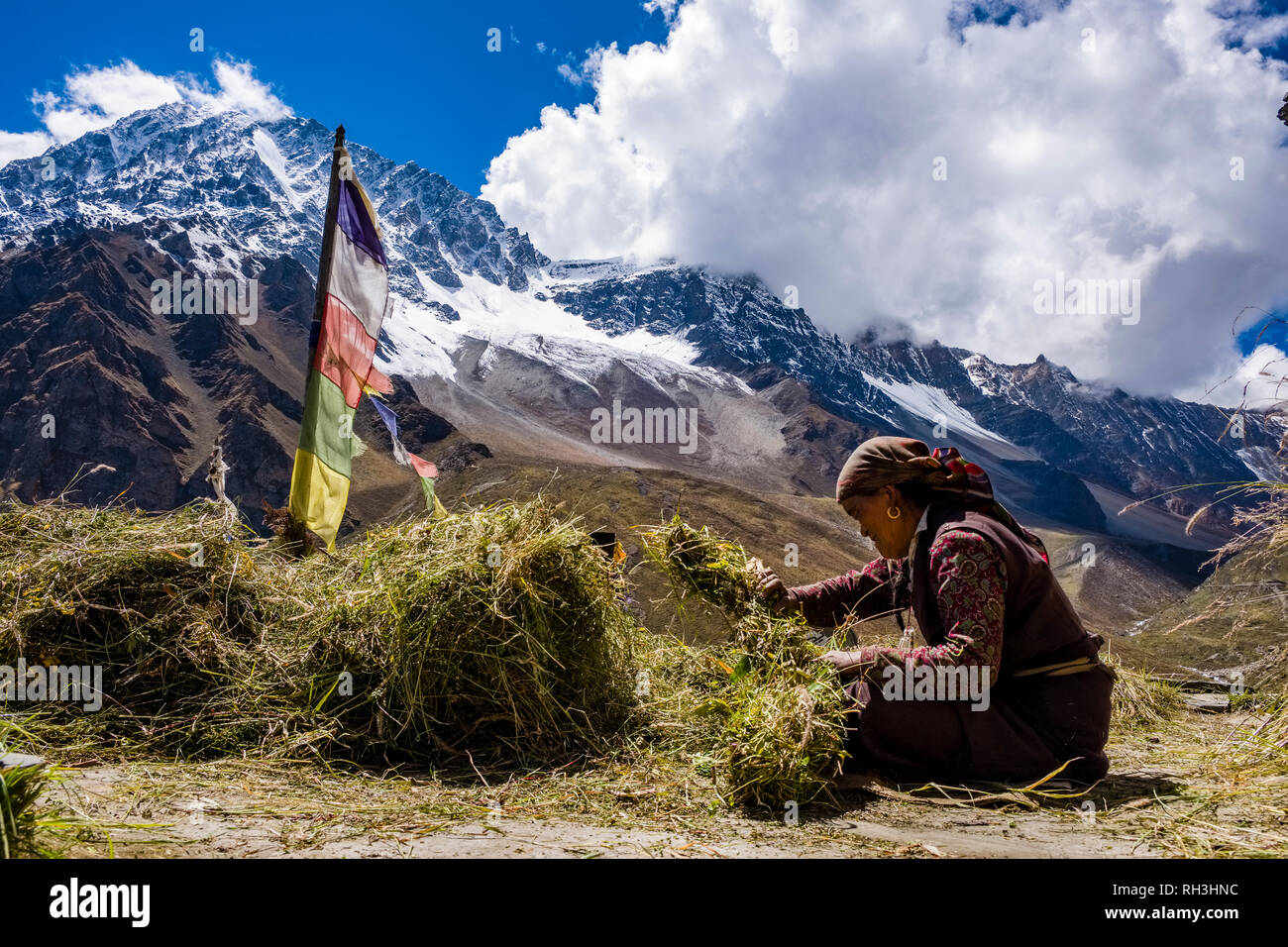 A local farmers woman is bundeling greenery for animal feed on the roof of a house, snow covered mountain range in the distance Stock Photo