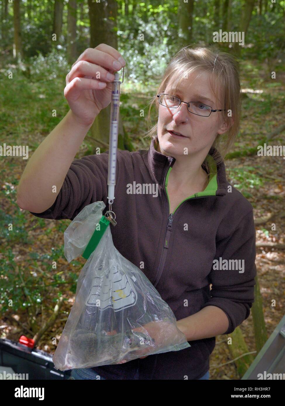 Dani Rozycka weighing an adult Edible / Fat Dormouse (Glis glis) in a plastic bag on a spring balance, in woodland where this European species has bec Stock Photo