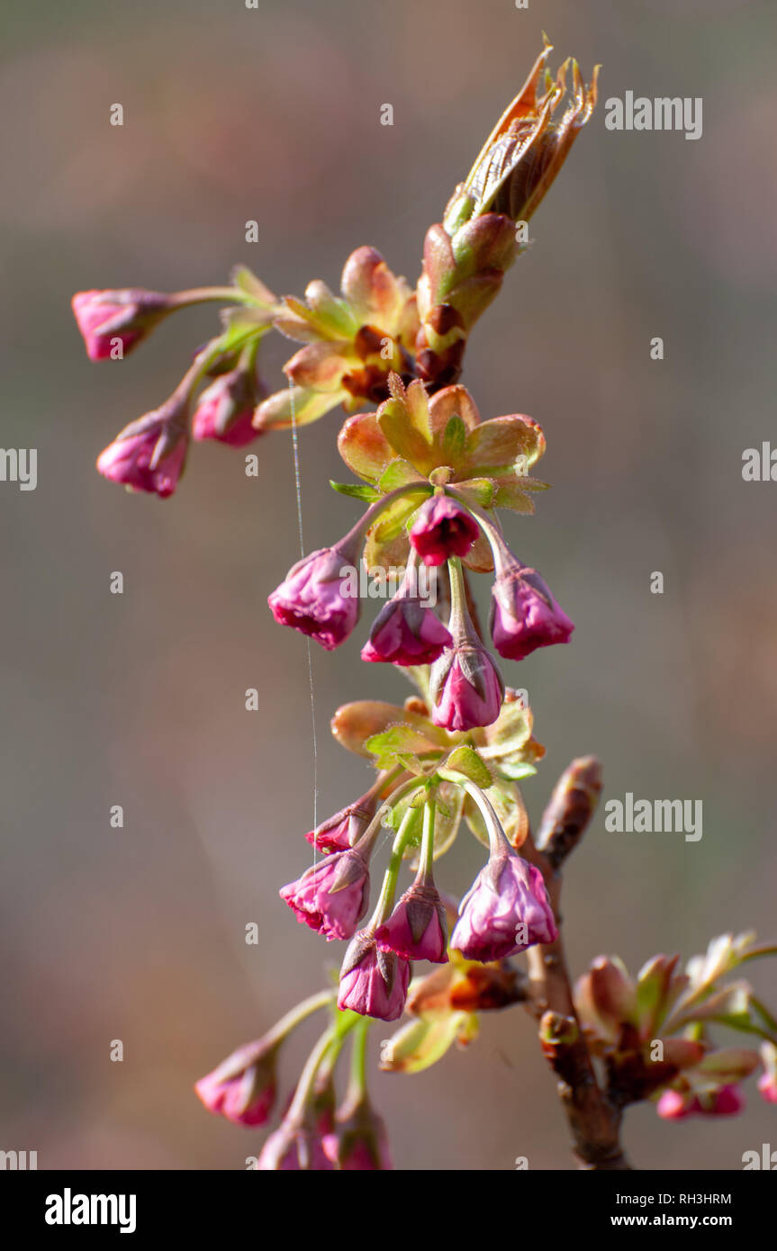 The buds are drooping in style Stock Photo Alamy