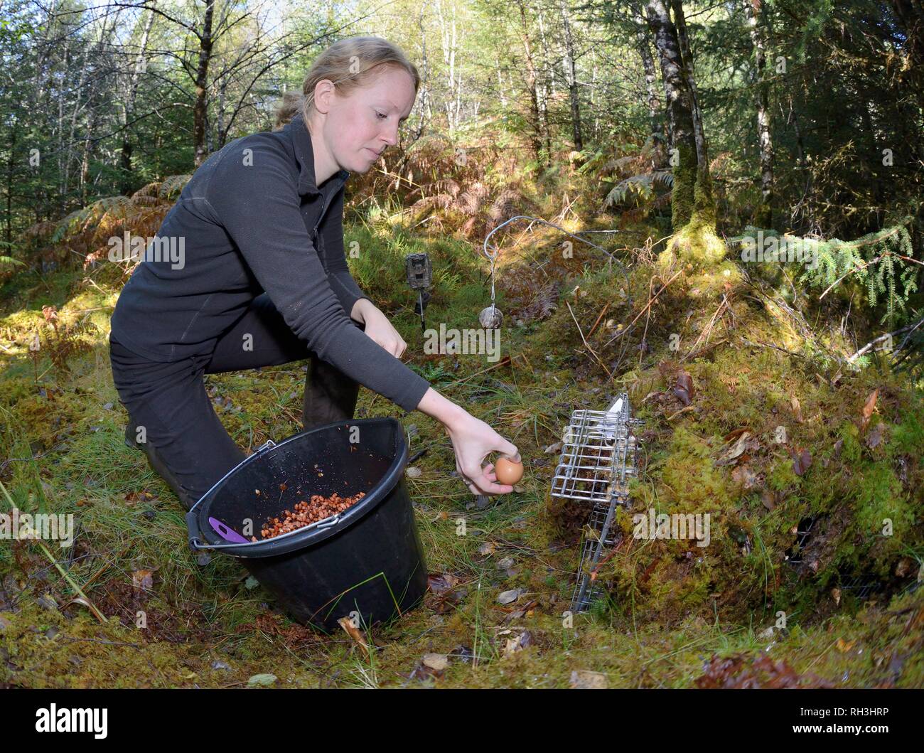 Live trap set by Vincent Wildlife Trust being baited for Pine Martens (Martes martes) during a reintroduction project to Wales from Scotland. Stock Photo