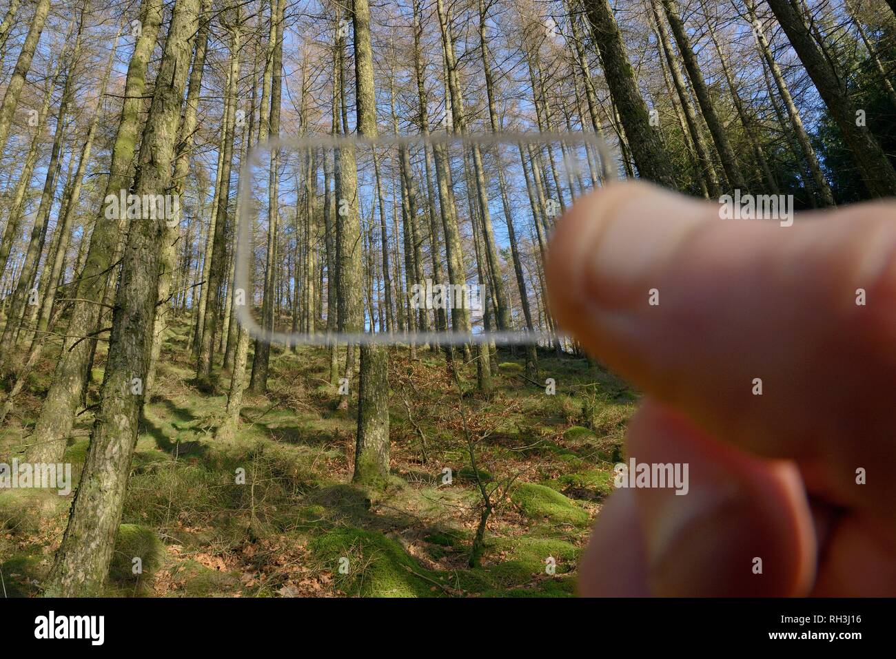 Wedge prism relascope used to record the density of trees in a
