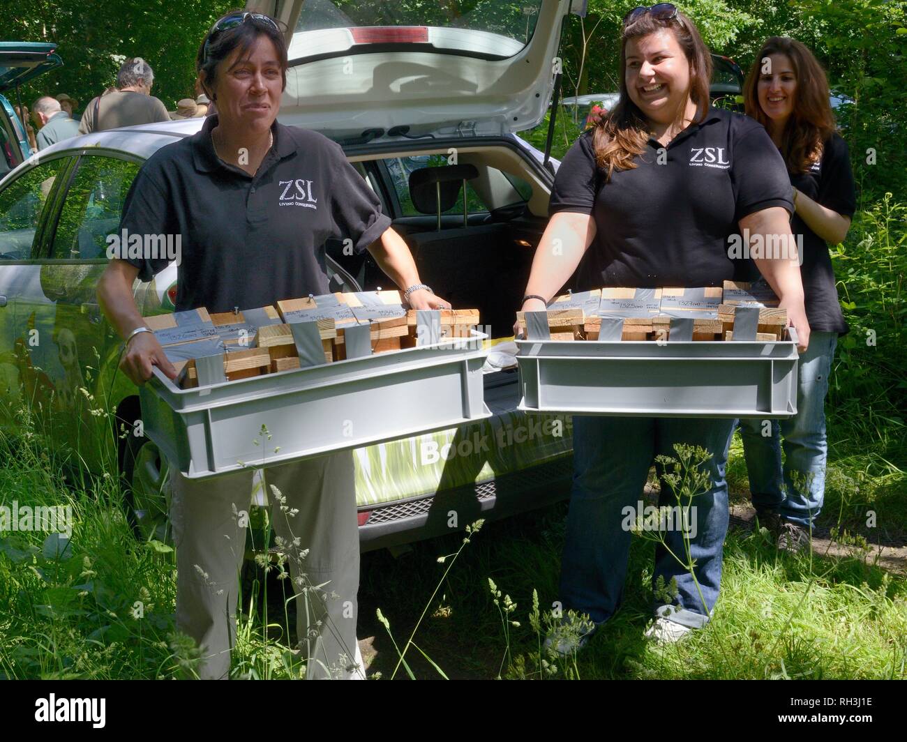 Gabriela Peniche and colleagues from ZSL Whipsnade arriving with Hazel dormice (Muscardinus avellanarius) ready for release into coppiced ancient wood Stock Photo