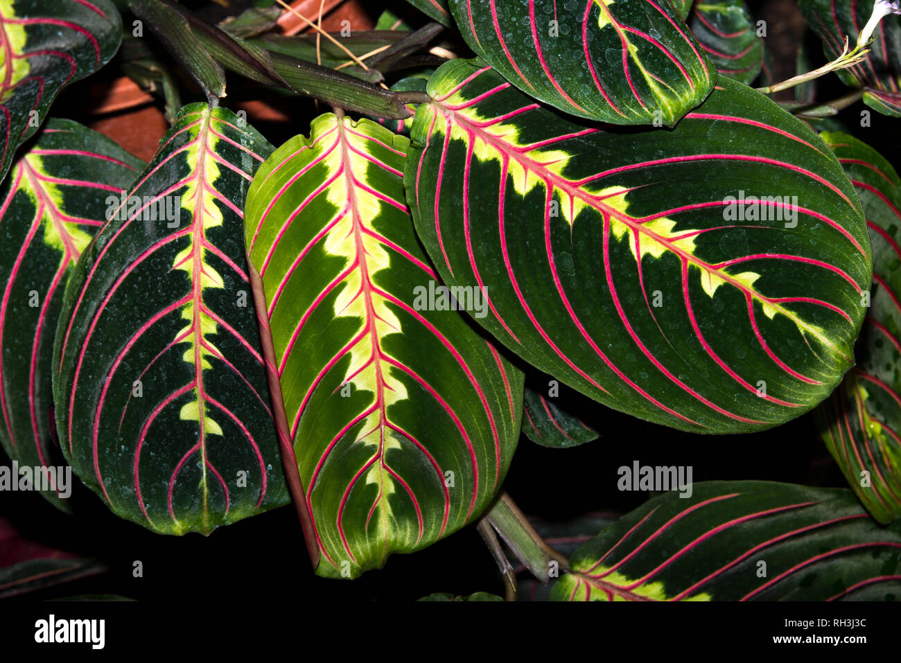Prayer plant (Maranta leuconeura) Stock Photo