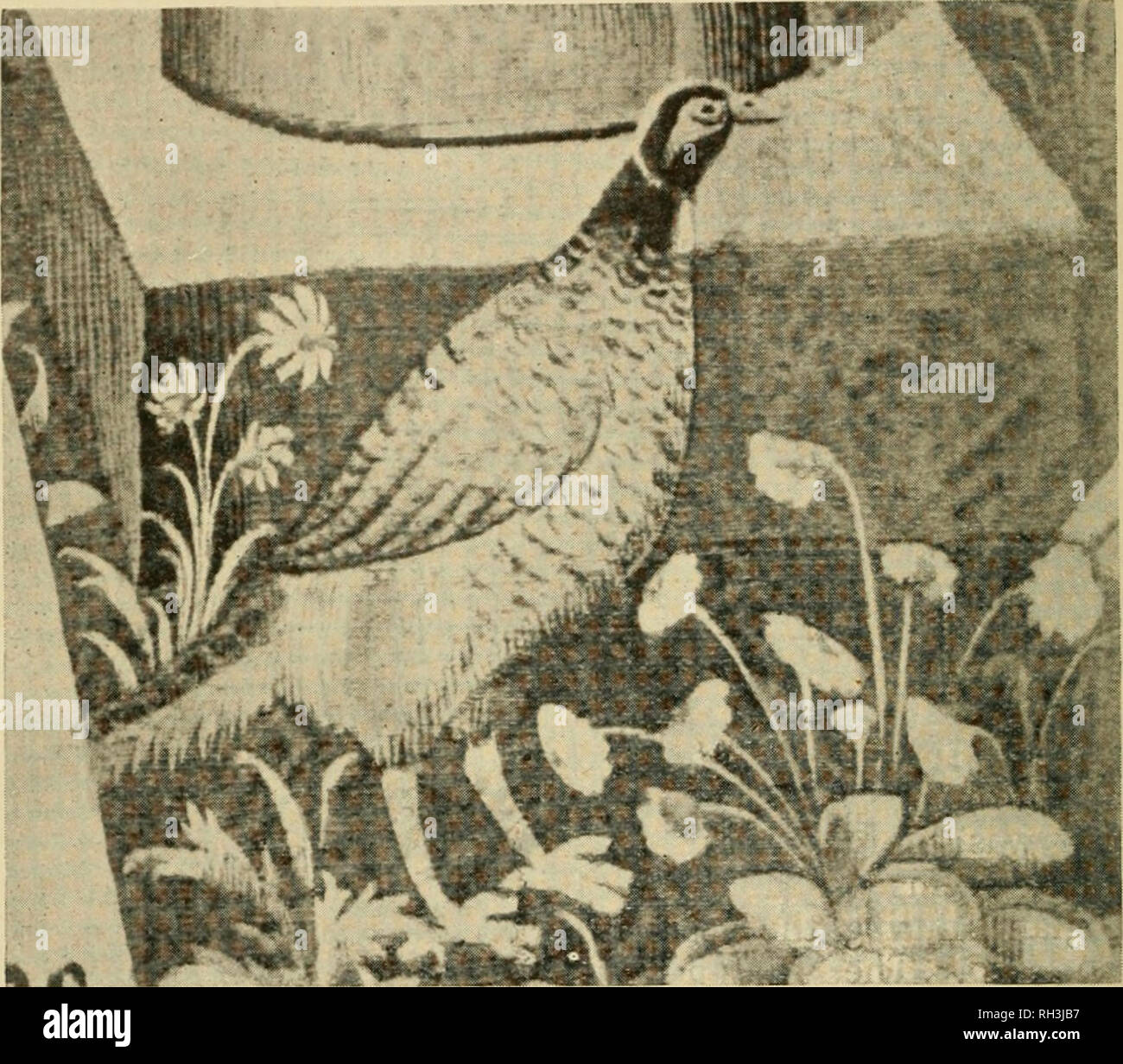 . British birds. Birds. 68 BRITISH BIRDS. [vol. XV. that P. torquatiis was met with in France at that date. In any case a close inspection of the tapestry, which is known to have been repaired, gives the impression that the white on the neck of the Pheasant may have been part  of this repair and therefore a comparatively modern addition, but of what actual date it is impossible to say since the tapestry has been hned. I must here thank the authorities at the Victoria and Albert Museum for their kindly assistance and. tk^ A SIXTEENTH CENTURY PORTRAIT OF THE PHEASANT. for their permission to rep Stock Photo