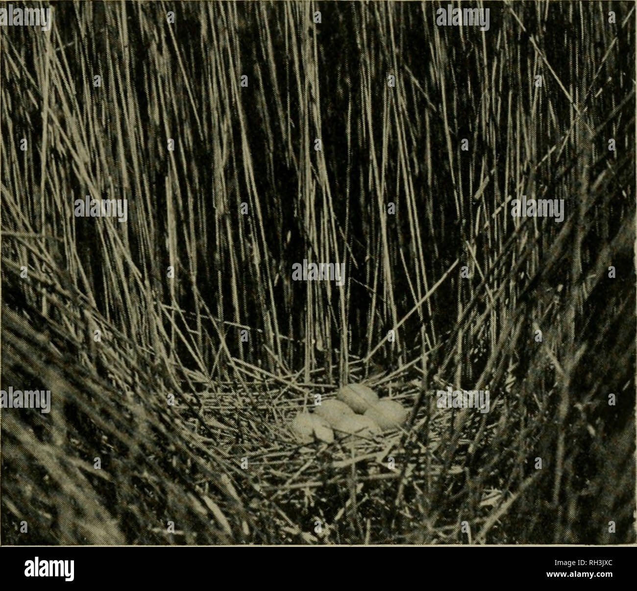 . British birds. Birds. VOL. xm.] BITTERN IN THE NORFOLK BROADS. 7 The ...