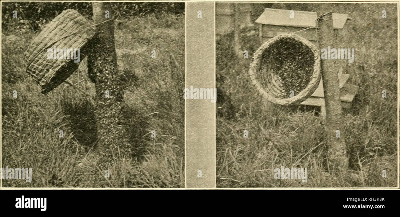 . British bee journal &amp; bee-keepers adviser. Bees. Fig. K Fig. 16. and moving it up as they retreat from it. Swarms in the middle of a holly, privet, or thorn hedge can be hived by placing the sleep above them.. Fig. 17. Fig. 18. If the cluster is on the bole or a thick branch of a tree, or on a post, then the sleep should be fastened by means of string so that one edge is just above the topmost bees, and propped off at the bottom by means of a stick (Fig. 17), when they will gradually enter as they have done in (Fig. 18). {To be Continued.). Please note that these images are extracted fro Stock Photo
