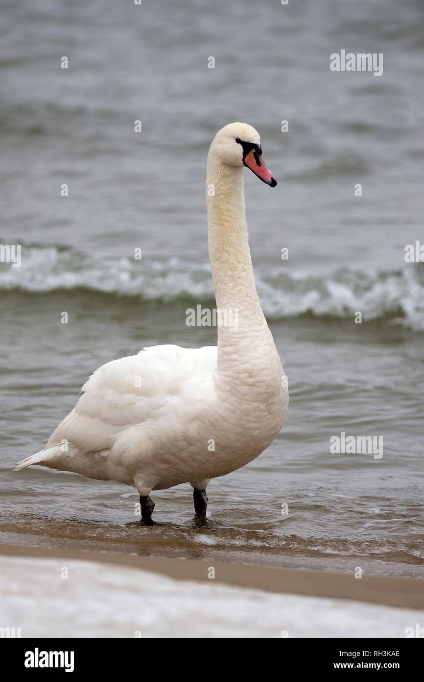 White swan in the wild Stock Photo