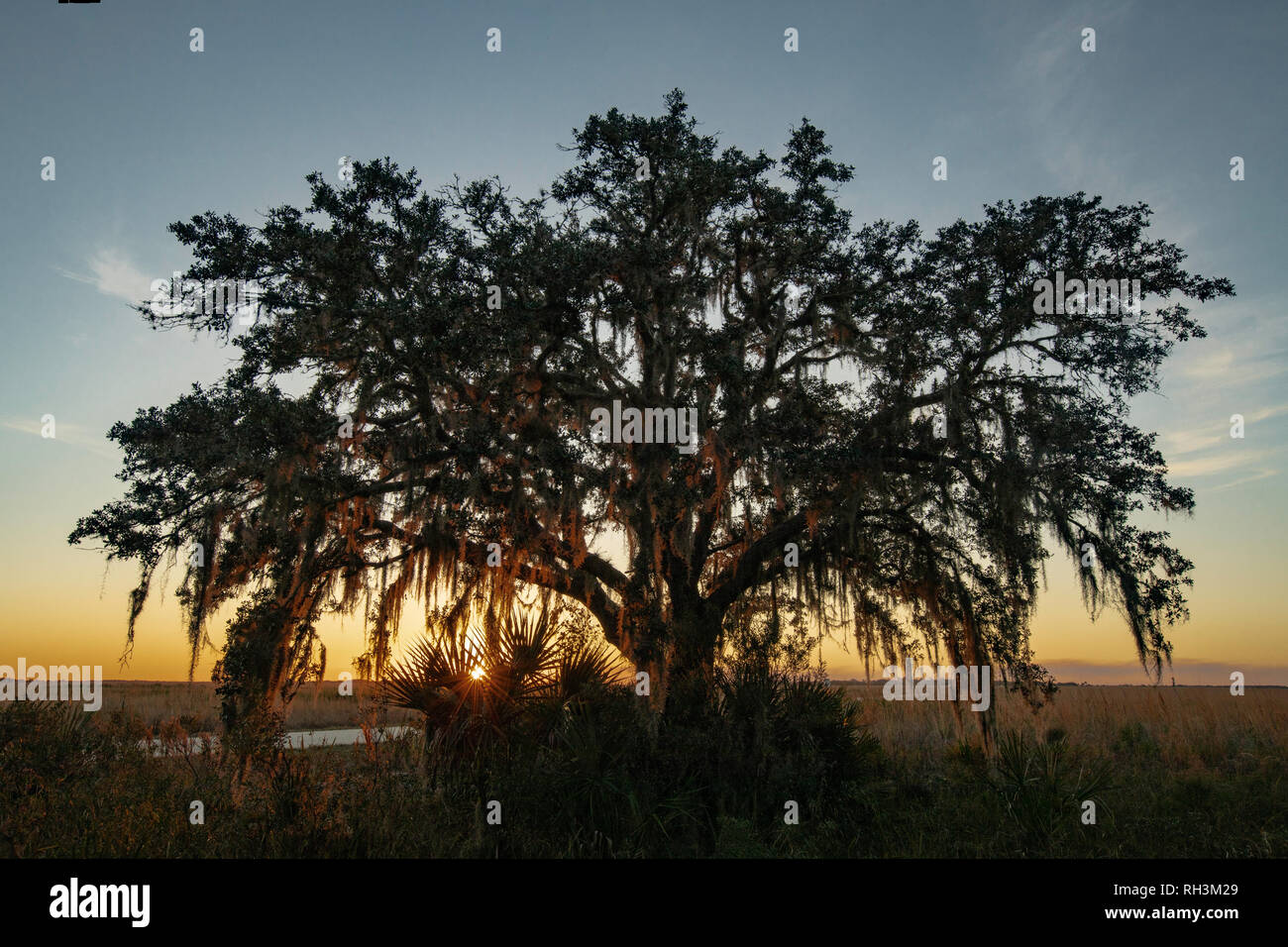 Live oak silhouette hi-res stock photography and images - Alamy