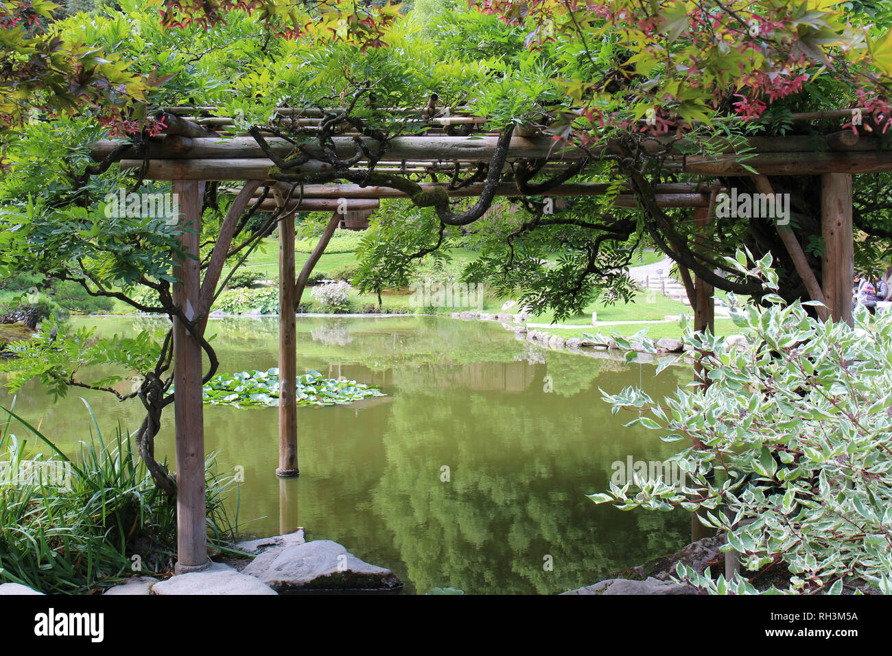 A wood pergola built over a large pond, covered in tree branches in