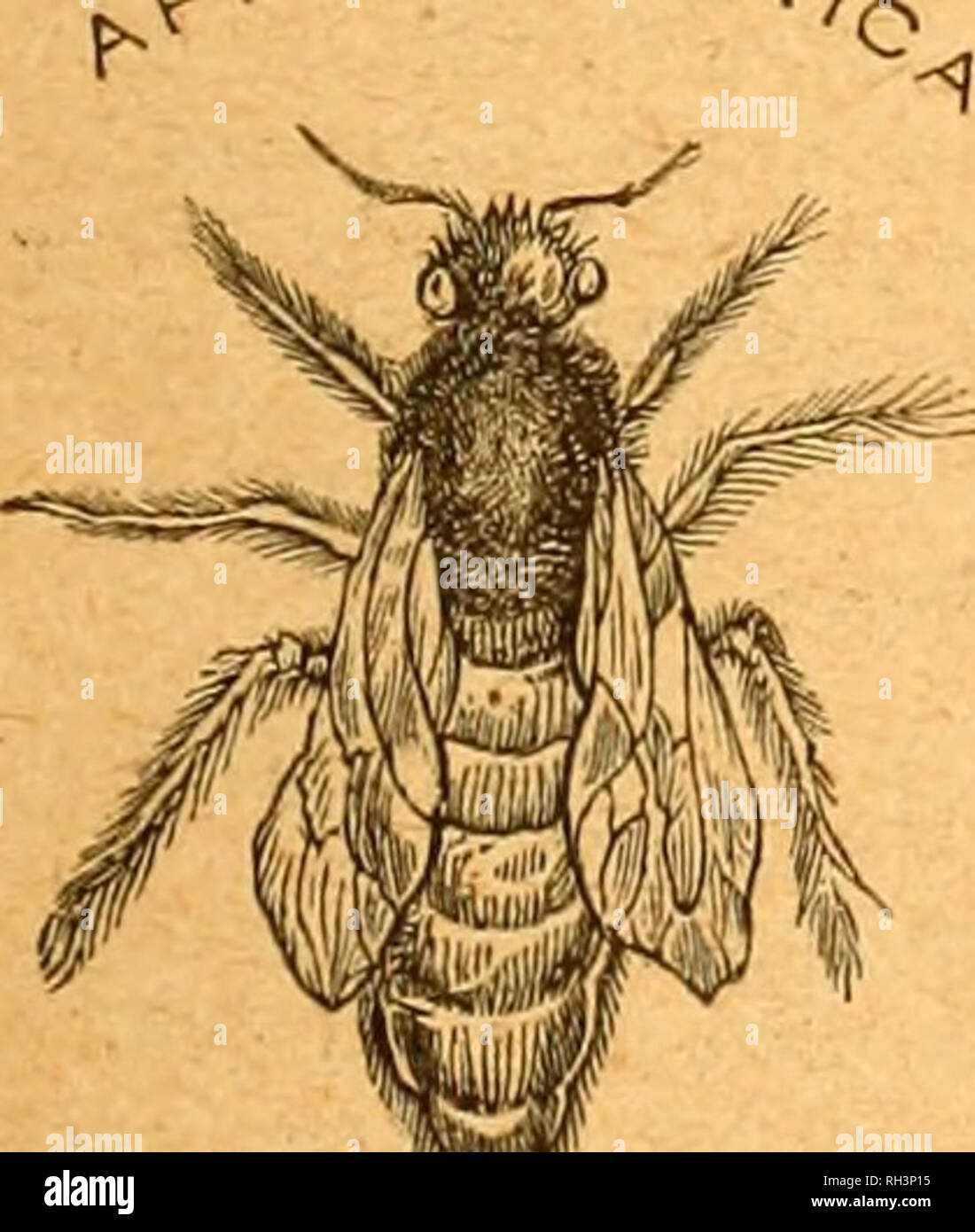 British Bee Journal Bee Keepers Adviser Bees Jan 20 1921 The Bbitish Bee Jouenal 27