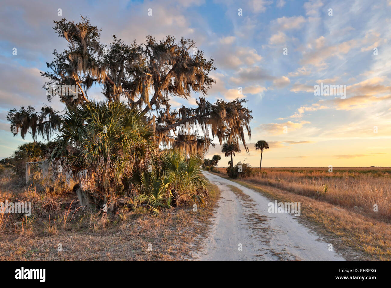 Water oak and palm trees at Kissimmee Prairie Preserve State Park Stock Photo