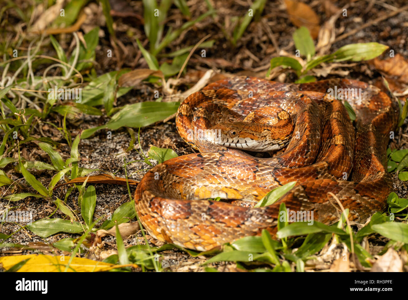 Corn snake in palm beach county, FL - Pantherophis guttatus Stock Photo