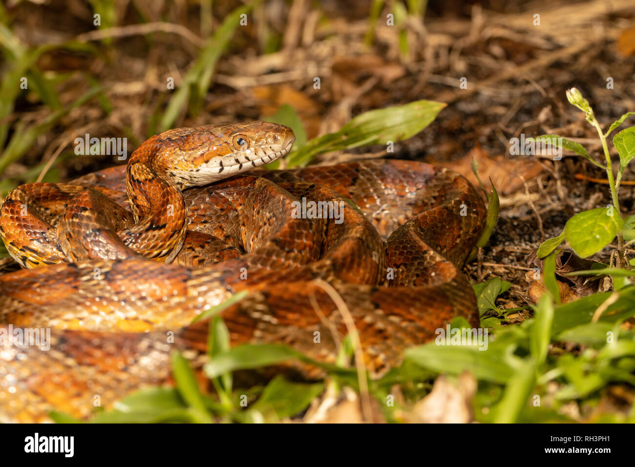 Corn snake in palm beach county, FL - Pantherophis guttatus Stock Photo