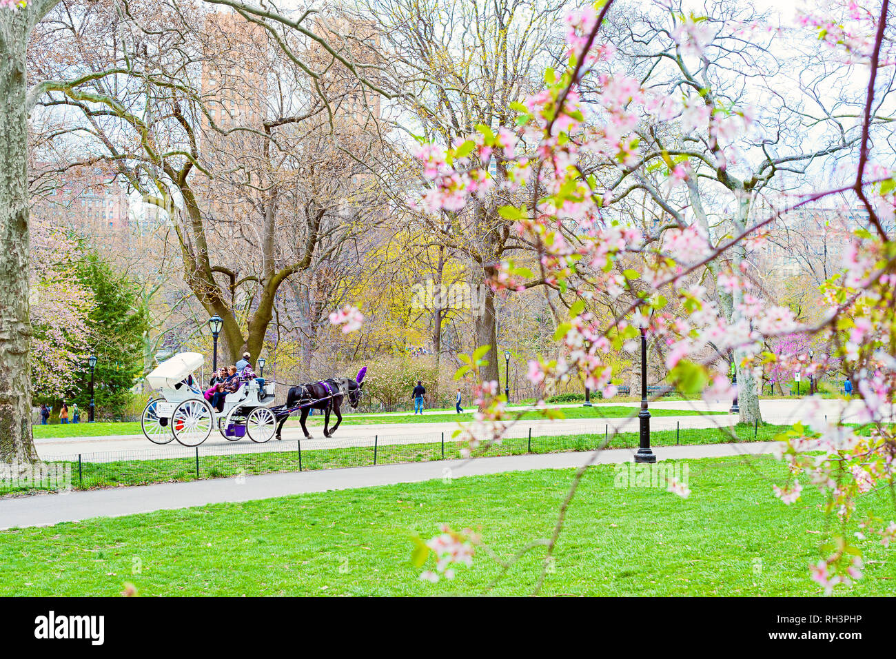 Hansom Cab Spring blossoms in Central Park, New York City. Stock Photo