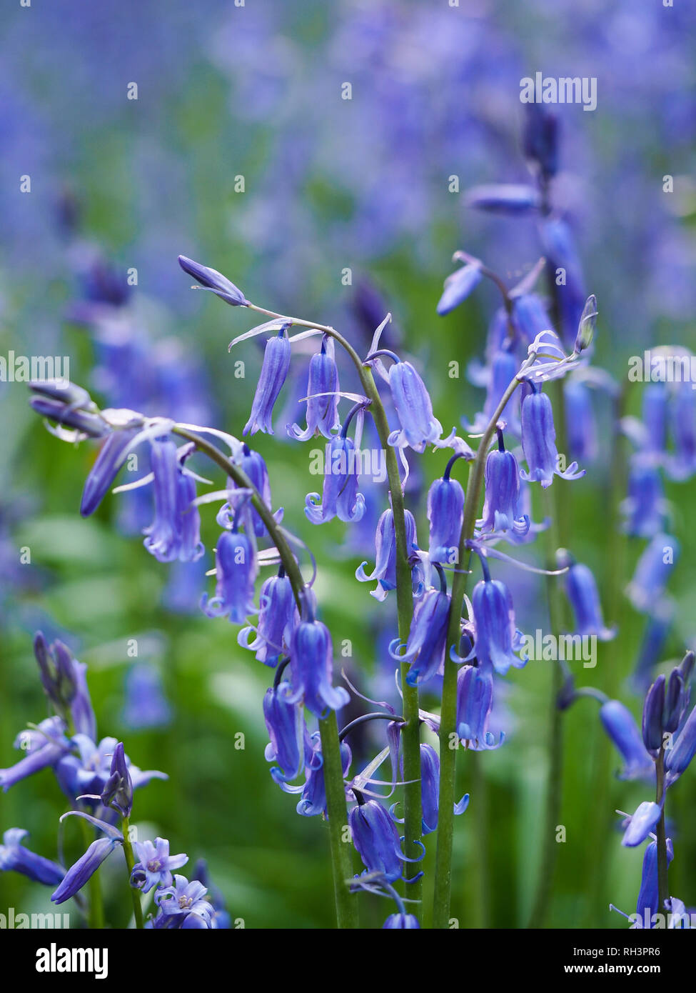 Macro of a clump of wild English bluebells in natural woodland in Hertfordshire.Hyacinthoides non-scripta close-up portrait view. Stock Photo