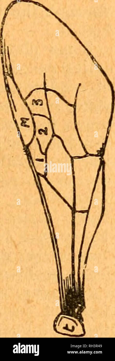 . British bee journal &amp; bee-keepers adviser. Bees. VafU Fig. 2.—Tongues of Colletid (Colletcx), Andrenid (Aadrcna), Apid (Megachilc). family the two first joints of the labial palpi are long and sheathlike, the two apical joints being minute. All the higher bees, including the humble-bees and the honey-bees, belong to this last family. On the thorax the wings and legs require a little further attention. The sketch (fig. 3) shows the anterior wing of the humble-bee. It consists of branching nervures which enclose the cells. The base or root of the wing is pro- tected by a small scale (t) ca Stock Photo