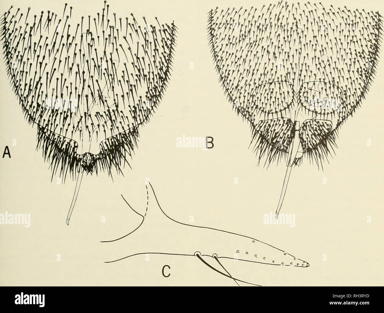 Myotis nigricans hires stock photography and images Alamy