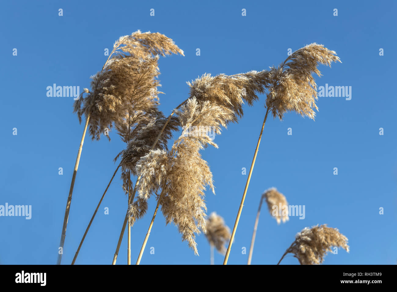A close up of frost covered phragmites near Cataldo, Idaho Stock Photo