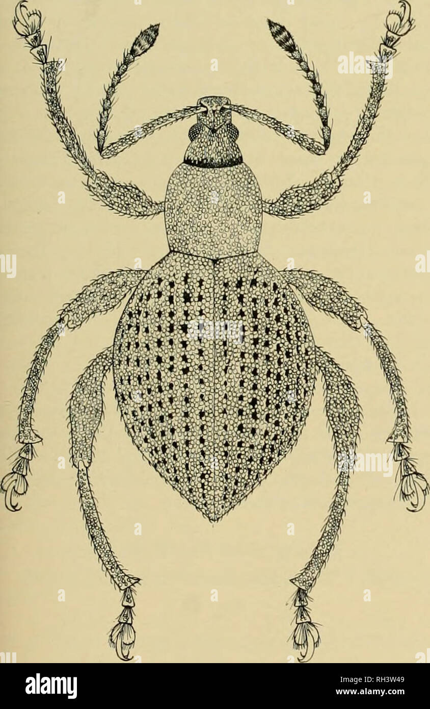 . Brigham Young University science bulletin. Biology -- Periodicals. Weevil of the Tribe Celeuthetini 41 Trigonops was made by J. L. Gressitt who col- lected many specimens of helleri on N. Georgia Islands. Dr. Gressitt found helleri on Flagellaria, a Flagellariaciae, one of three known species of a climbing monocot, which is distributed from Africa to Formosa, Indomalasia, Australian, and the Solomon Islands. He also collected it on Freycinetia, a Pandanaceae, a monocot and one of the screw pines; on Acah/pha, a Euphoribia; Glochidion, another Euphorbiacae; Heliconia and palms. I take pleasur Stock Photo