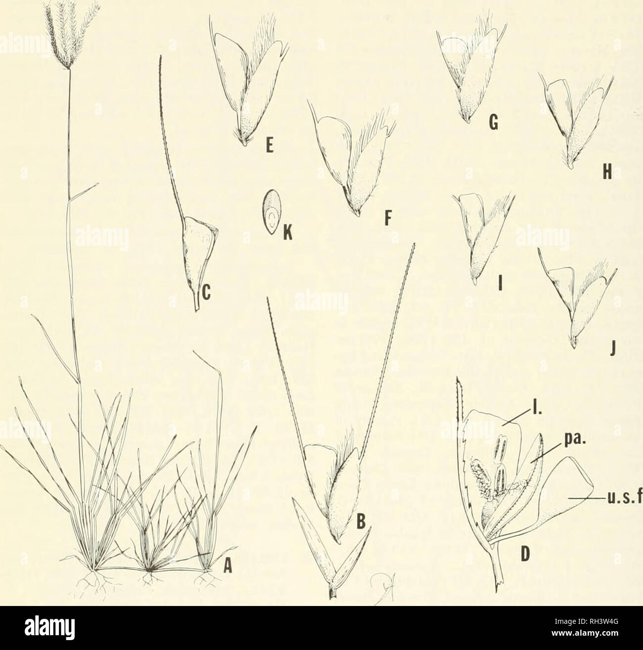 . Brigham Young University science bulletin. Biology -- Periodicals. 124 Brigham Young University Science Bulletin. Fig. 82. ChloTis mossambicensis. (A) habit, x 1/5; (B) spikelet, partly dissected, x 5; (C) sterile florets, x 7.5; (D) partly dissected &quot;sterile&quot; florets, showing upper sterile floret (u.s.f.), palea of lower &quot;sterile&quot; floret (pa.), lemma of lower &quot;sterile&quot; floret (1.), and flower, x 20; (E-J) florets, showing variation, x 5; (K) caryopsis, x 7.5. nerve; first glume 1.6 to 2.6 mm long, ca 0.2 mm wide; second glume 3.0 to 4.4 mm long, 0.3 to 0.4 mm w Stock Photo