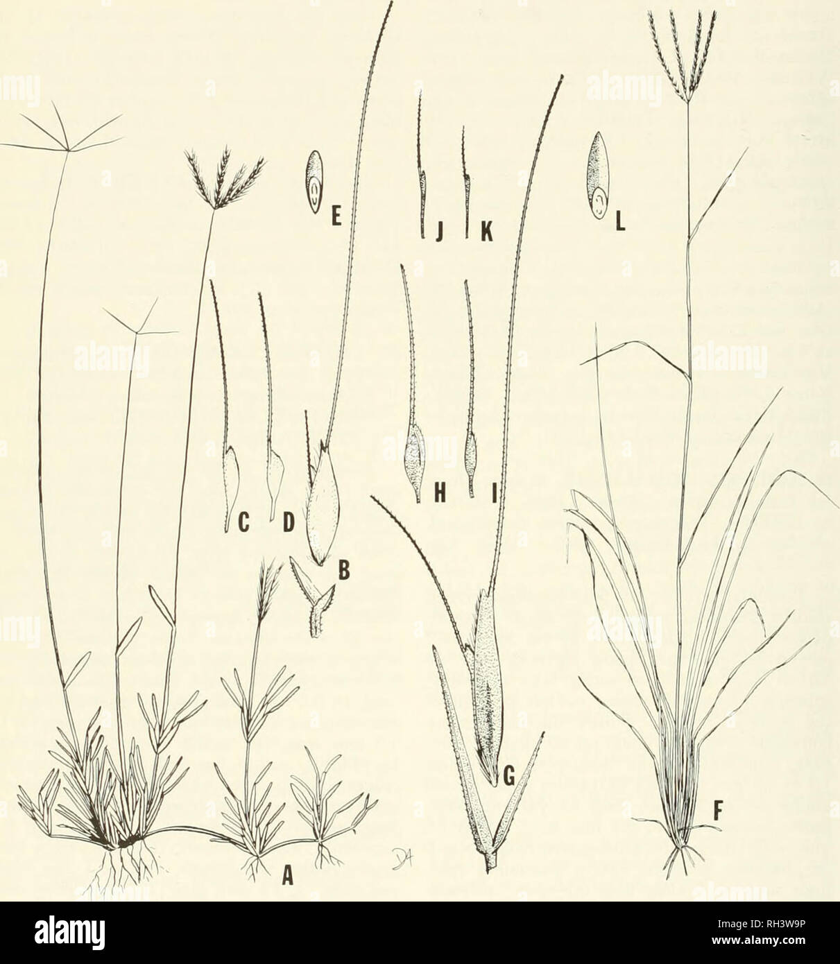 . Brigham Young University science bulletin. Biology -- Periodicals. no Bbigham Young University Science Bulletin. Fig. 74. Chlorii dementis and C. somalensis. (A-E) C. dementis. (A) habit, x 1/3; (B) spilcelet, partly dissected, X 10; (CD) sterile florets, showing variation, x 30; (E) caryopsis, x 10. (F-L) C. somalensis. (F) habit, X 1/3; (G) spikelet, partly dissected, x 10; (H-K) sterile florets, showing variation, x 10; (L) caryopsis, x 7.5. have similar spikelets but are tufted rather than stoloniferous. No specimens were seen other than the holotype and its isotypes. 48. CHLORIS RADIATA Stock Photo