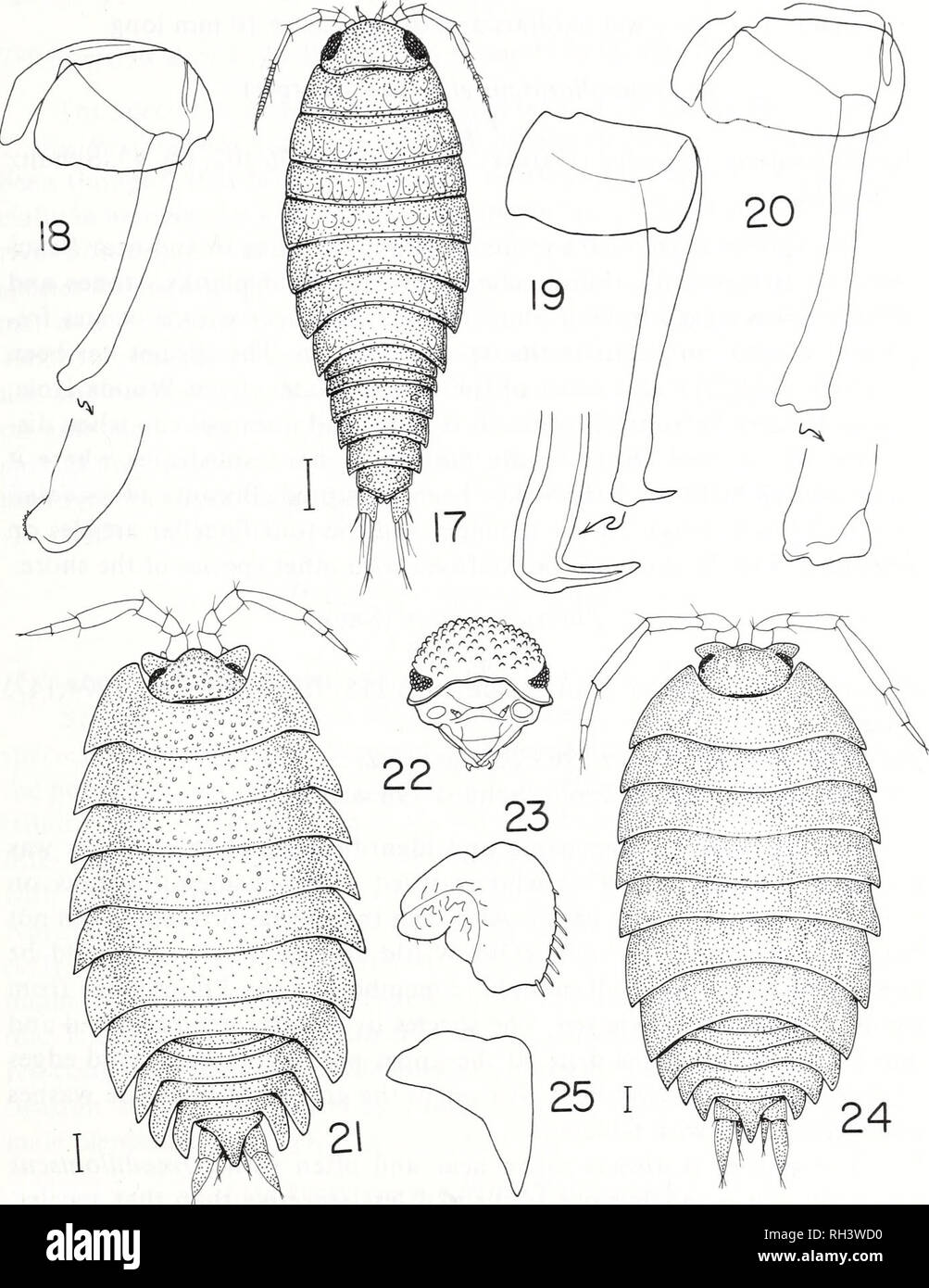 Exopod
