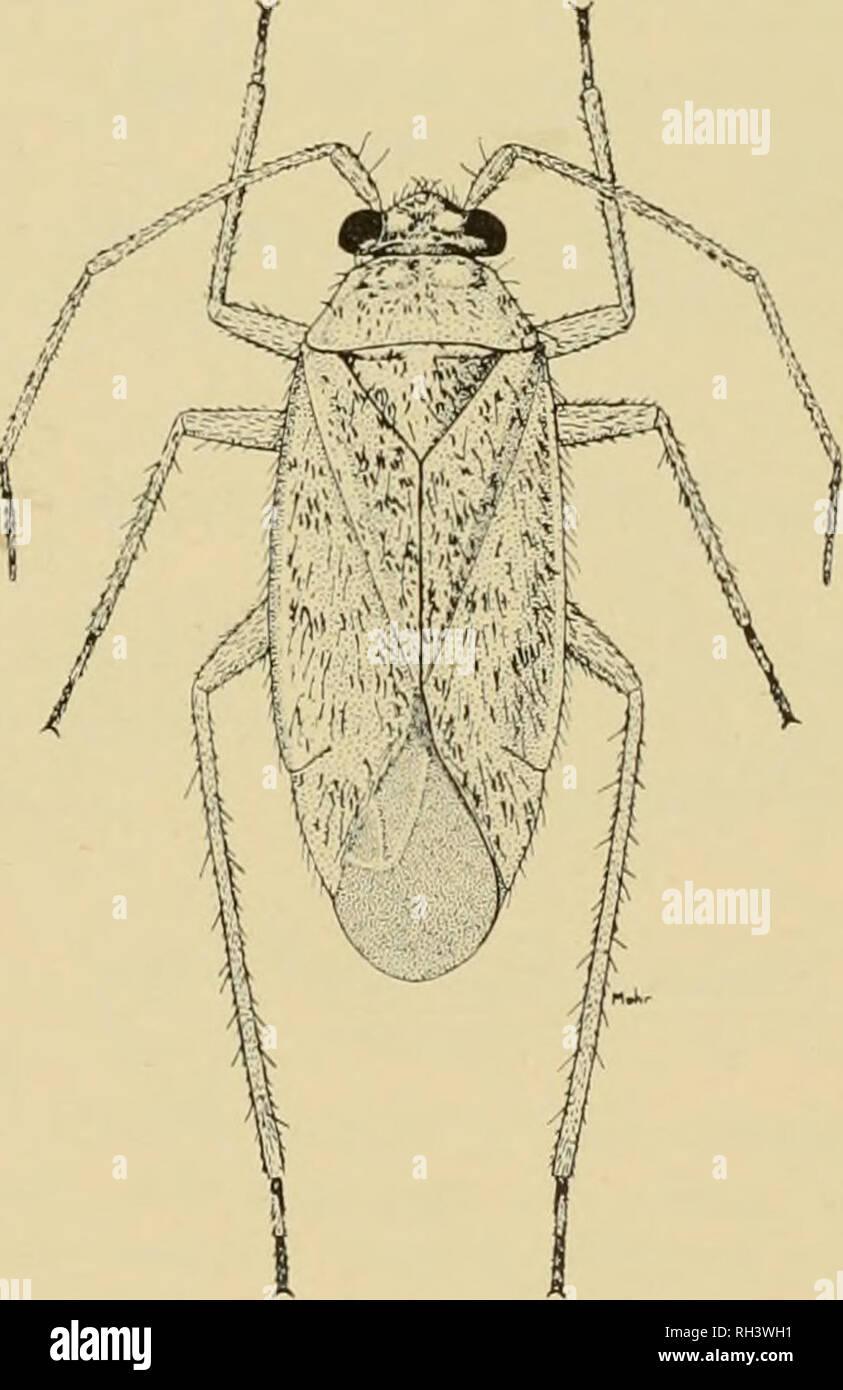 . Brigham Young University science bulletin. Biology -- Periodicals. Miridae of the Nevada Test Site 119 19. Embolium and corium exterior to radial vein, clear translucent; length 5.4 mm albocostatus Van D. Embolium and corium not clear or different from other areas of corium 20 20. Bristles on dorsal surface golden brown 91 Bristles on dorsal surface fuscous to black .95 21. Bostrum reaching upon hind coxae, or bevond 00 Bostrum only reaching upon middle coxae 93 22. Bostrum reaching upon hind coxae; length 4.4 mm atriplicis, n. sp. Bostrum reaching behind posterior coxae; length 3.3 mm brind Stock Photo