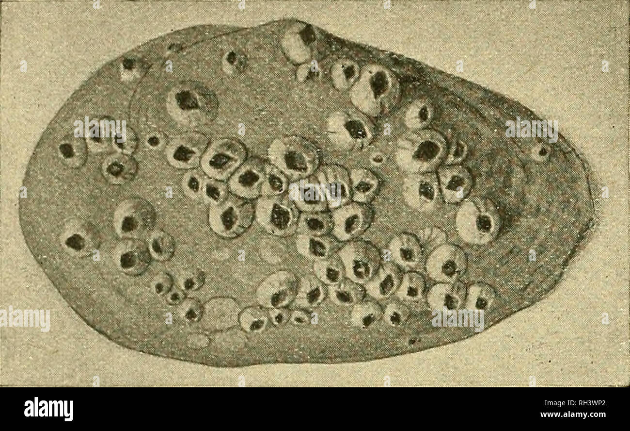 . Brehms Tierleben. Allgemeine kunde des Tierreichs. Zoology; Animal behavior. 660 S^rebfe.. €eepocten, Baianus crenatus L., auf ber 6c§a[e Don Mya arenaria. 3latürl. ©rö^e. 2Iu§ 58. grans, „fiüftenrcanberuiigen&quot;, Seipä'g 1911- 3?orbfee ni(^t festen. 2)a5 roeid^fjäuticje Auelasma sqiialicola Lov. lebt parafitifc^ auf uor= bifdjen ^aien, in bereu §aut e)3 mit feinem ©tiefe eiußecjraben ift. 9lud) bieS^ieffee 6ef)er6eri3t au^geseic^uete {formen au§ biefer gamilie. 3u ber j^amilie ber Pollicipedidae gef)ört Lithothrya Sow., bie in ^alffelfeu, 2liufd§elfc^alen nub iloraHenftücfe fic^ einboljr Stock Photo