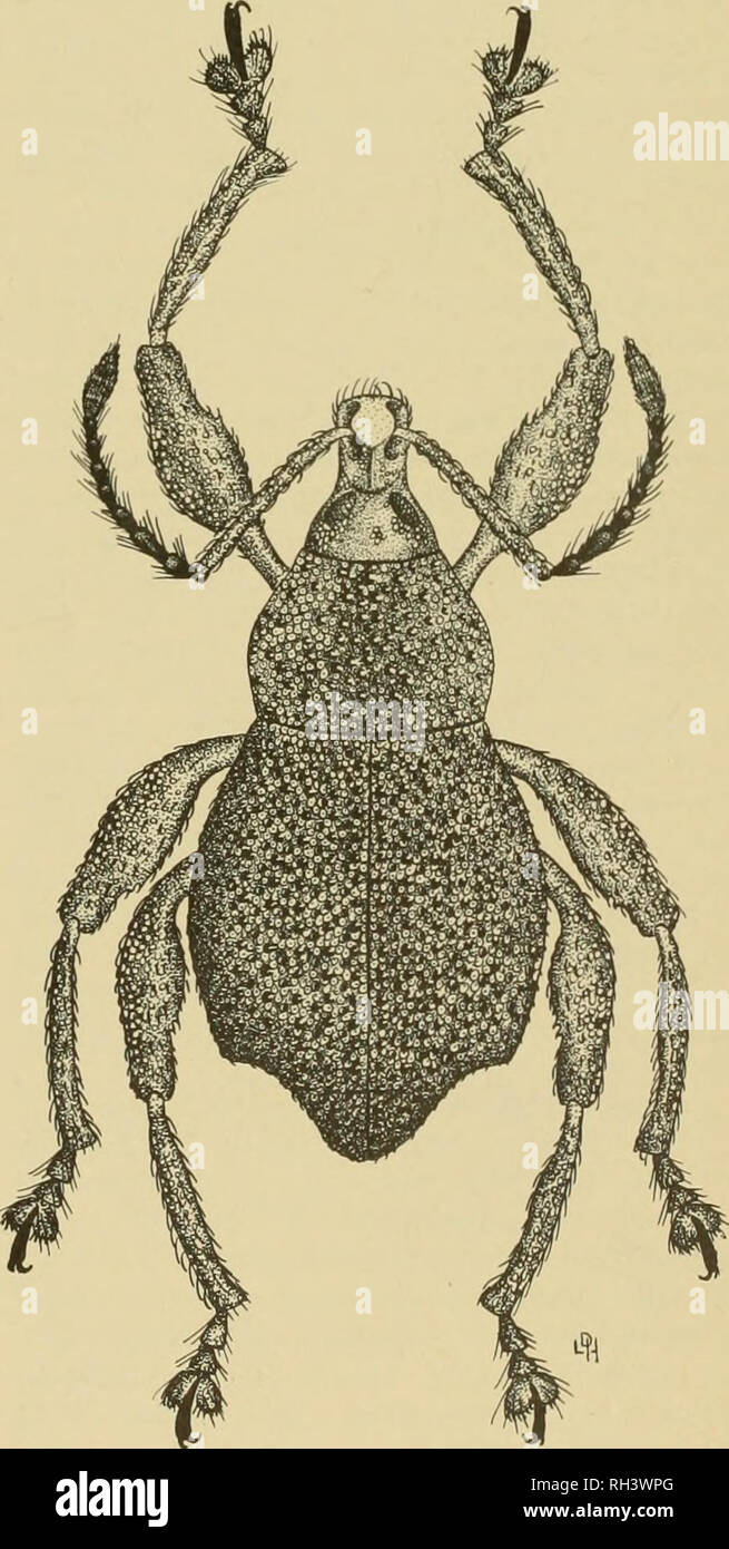. Brigham Young University science bulletin. Biology -- Periodicals. Weevil of the Tribe Celeuthetini 15 small granules with short setae. Legs, black and reddish-brown, all femora with a small tooth, tibia straight. Covered dorsally with green scales. Ventrites without scales, except 1 and 2 with scales laterally and along posterior margin of 2. Fourth ventrite of female modified as shown by Sir Guy Marshall. Length 5-6 mm; breadth 3.0-3.6 mm. Type locality: Solomon Islands: Kolomban- gara Island. Locality of specimens studied: New Georgia Group, Kolombangara, Island Kukundu, S. W. Coast 1-12  Stock Photo