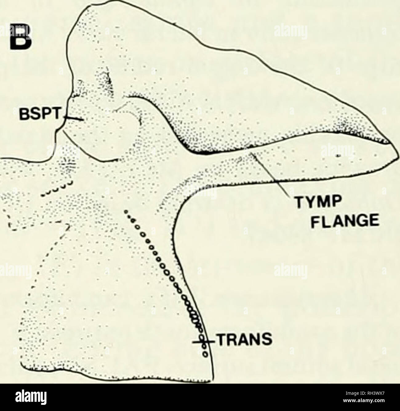 Breviora. . Figure 2. The right pterygoid of A) Stereophallodon and B)  Ophiacodon in medial view and C) lateral view of the transverse flange of  the pterygoid of Stereo- phallodon. Drawing