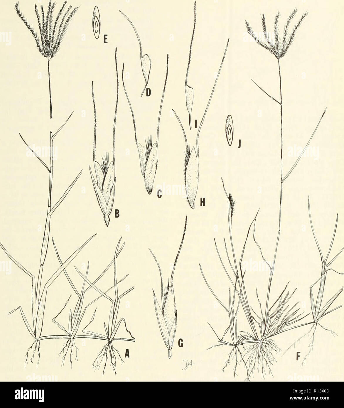 Brigham Young University Science Bulletin Biology Periodicals Biological Seiuks Vol 19 No 2 Taxonomy Of The Genus Chloris Gbamineae 71 Fig 40 Chloria Orthonoton And C Aristiita A E C Orthonoton