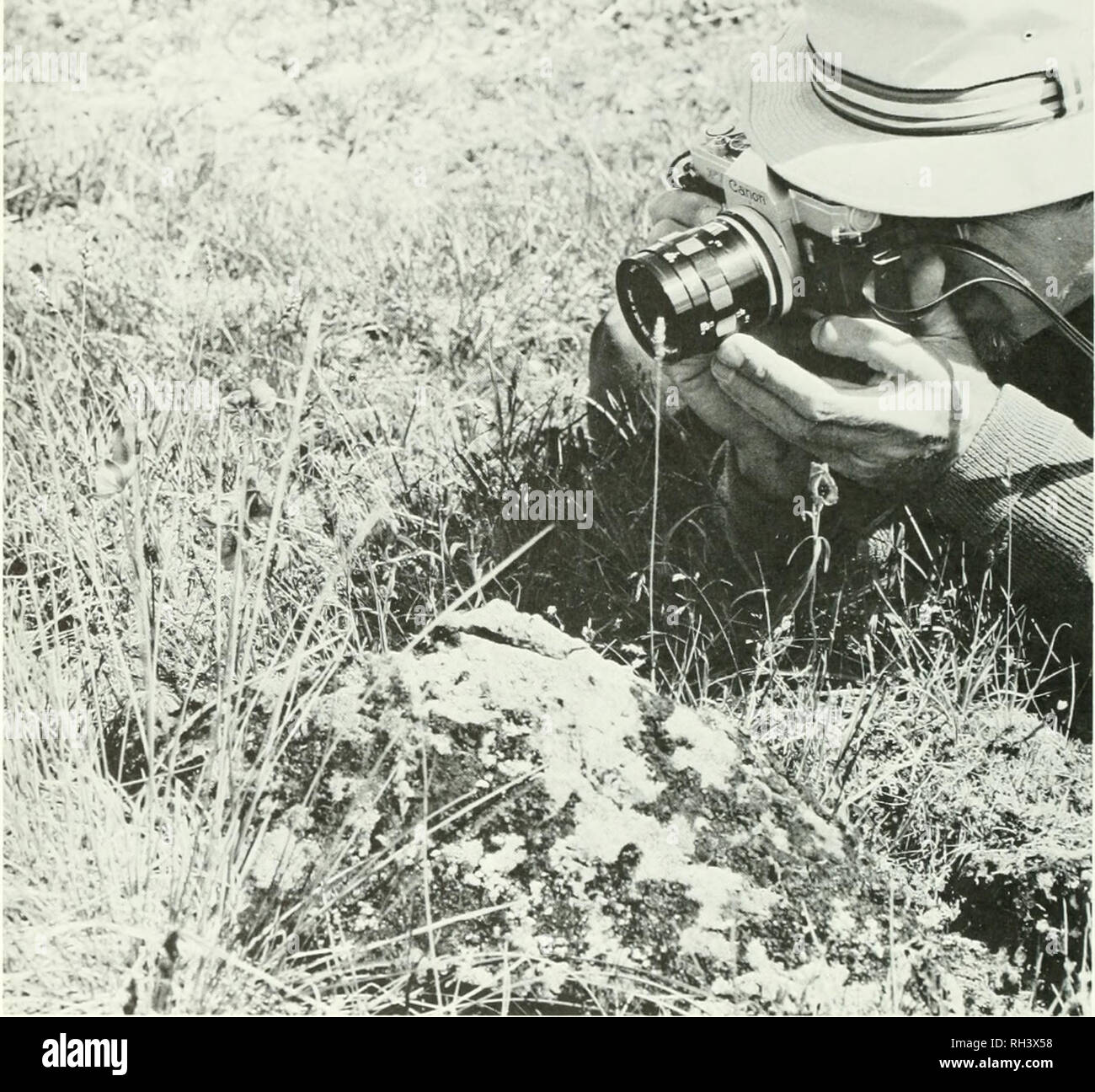 . Brigham Young University science bulletin. Biology -- Periodicals. 26 Bricham Young University Science Bulletin i« %:.^ A  ^^ :»^. Fig. 23. Lehi F. Hintze photographing Monkshood and sedge along the north fhink of tlie northwest spur of Mt. Will, near Locality 8, on siliceous Jurassic volcanic rocks of the Eaglenest volcanic sefiiience at apjiroxi- mately 57°.32' N; 128°47' V, and at an elevation of 6000 feet. Alpine tundra, witli Hicrochloi- alpina, Aconi- tum delphiiiifoliuni, and Carex. 15 June; #36, RC 48b, 19 June. Alpine tundra and talus slopes, on Bowser Fonnation, and alluvium. Er Stock Photo
