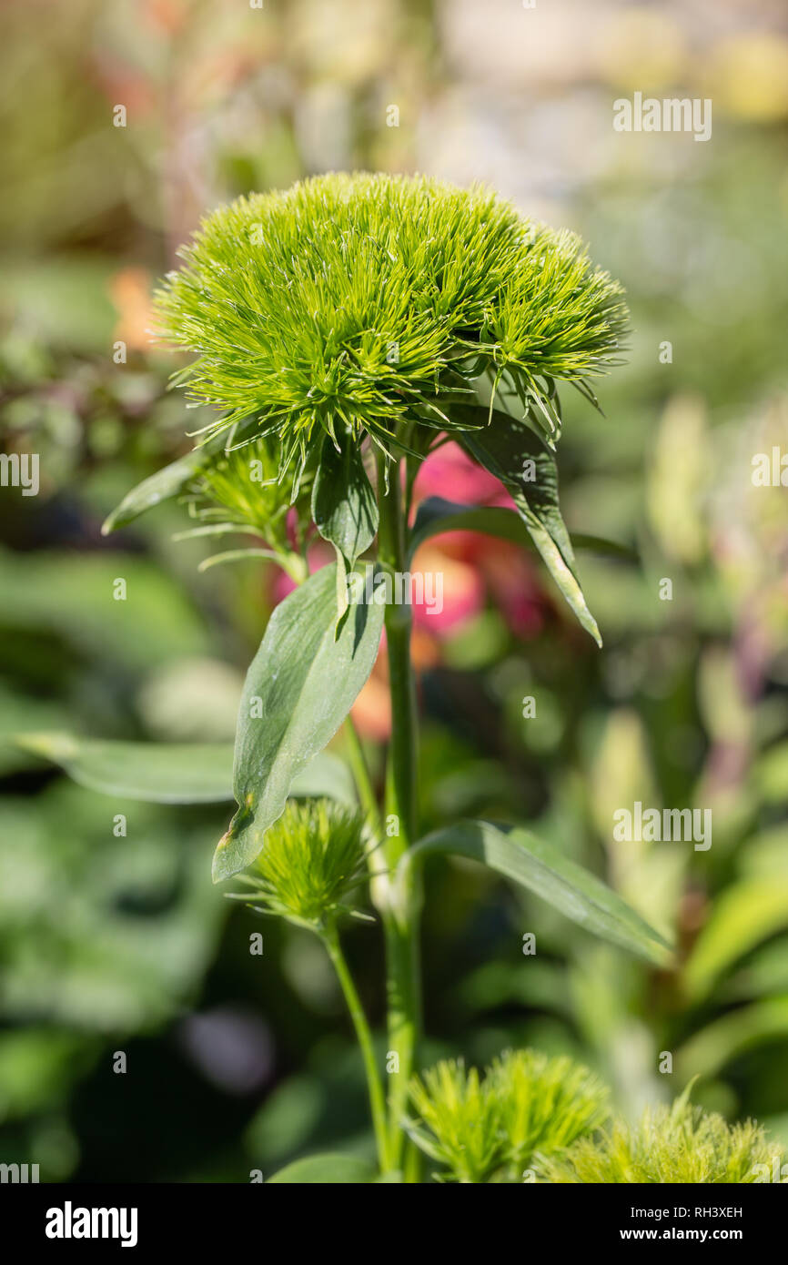 Green Ball Dianthus Stock Photo