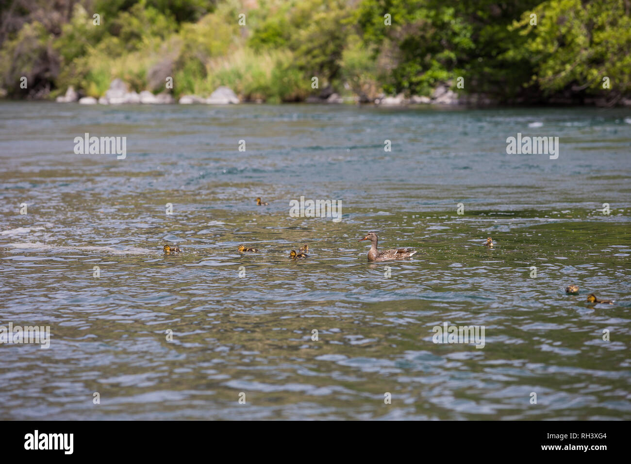 Lower Deschutes River Oregon Fly Fishing Trip in May Stock Photo