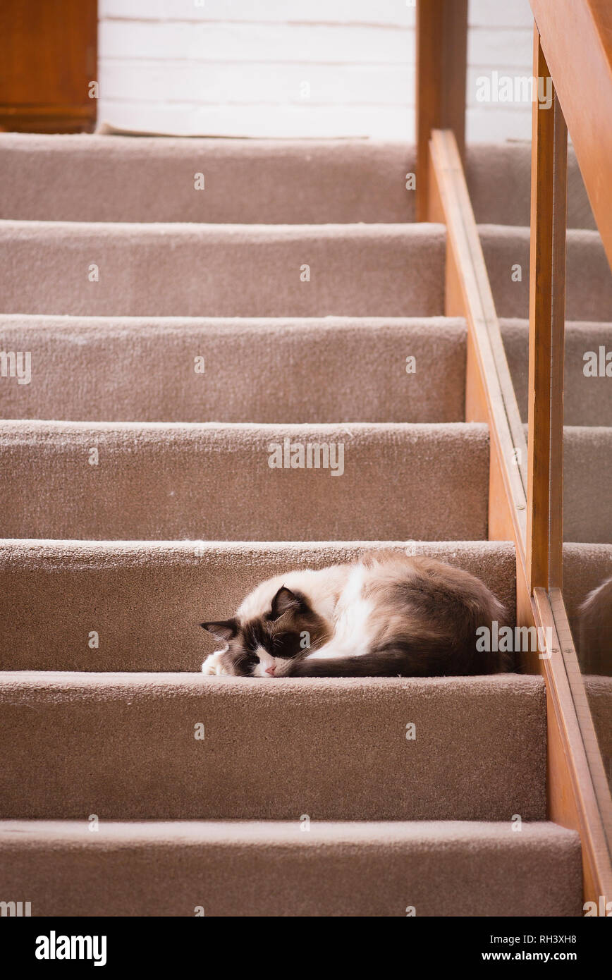 Cat in stairway hires stock photography and images Alamy