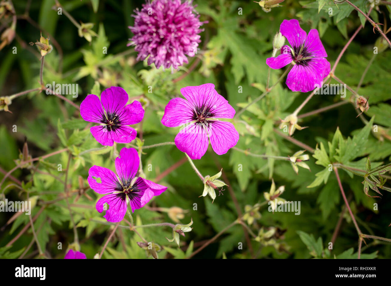 Magenta pink flowers on geranium maderense in an English garden in July in UK Stock Photo