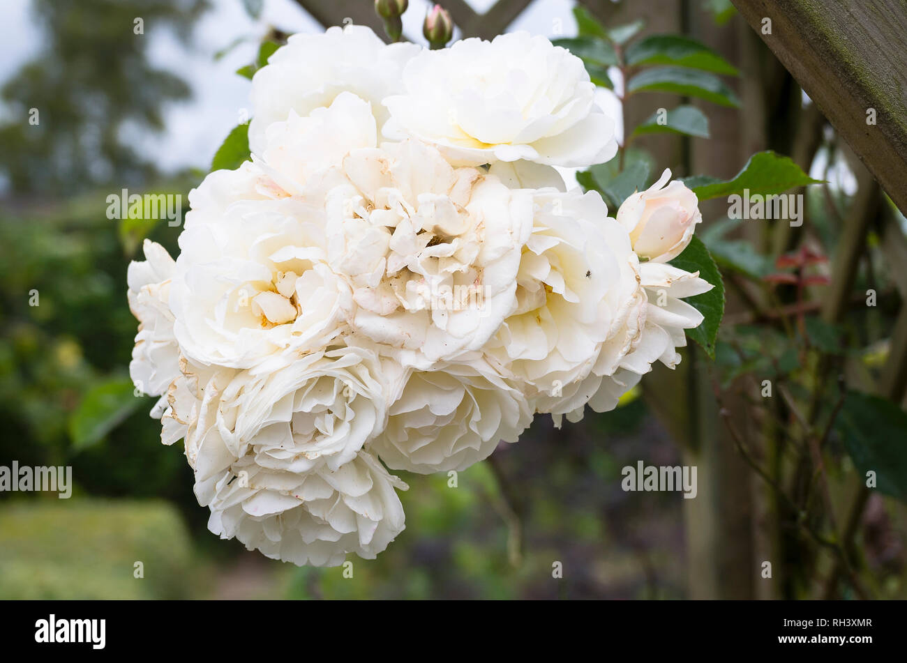 A tight cluster of white roses on Rosa Moonlight in July in UK Stock Photo