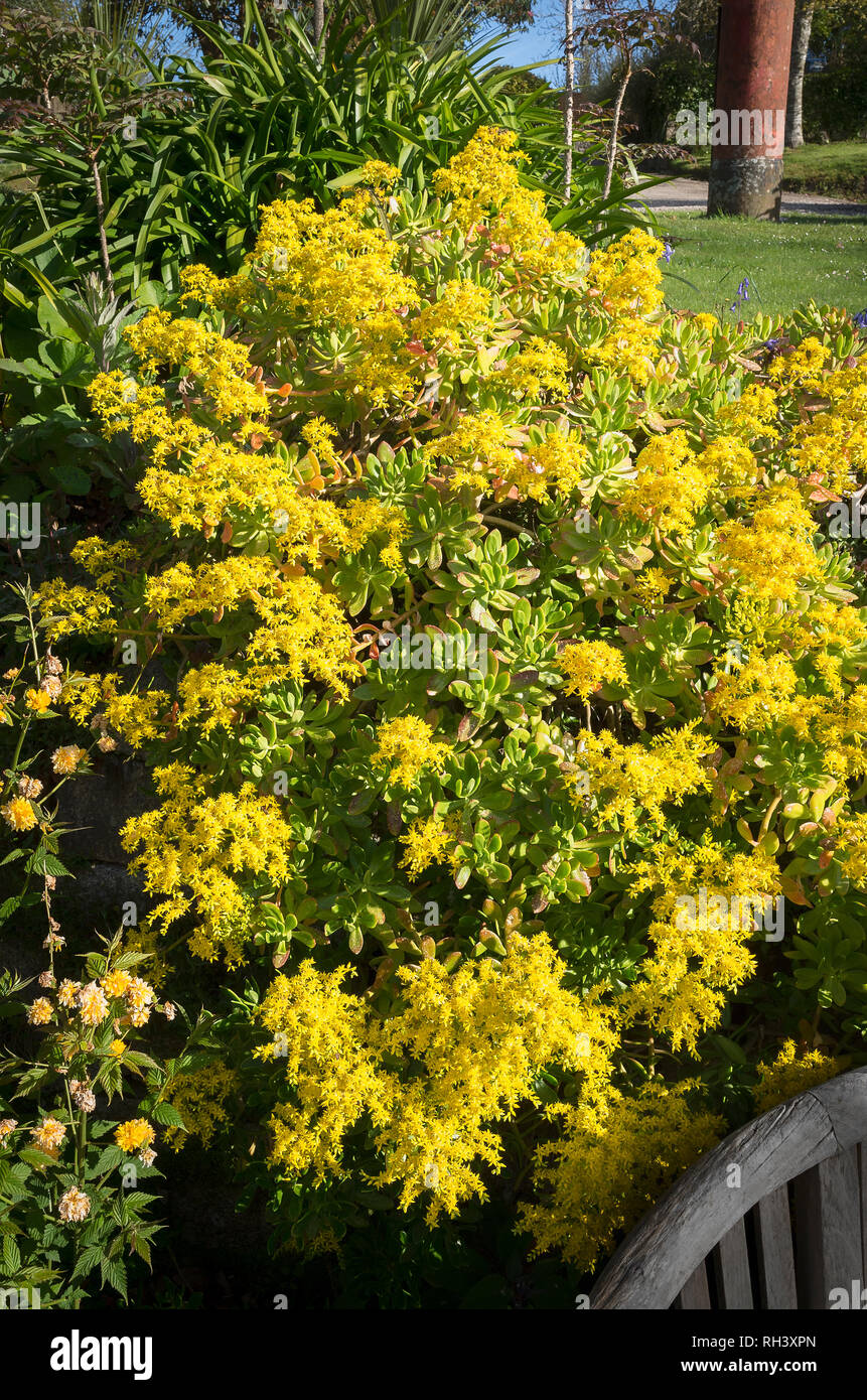 Aeonium arboreum bearing yellow flowers in a Cornish garden in early summer in UK Stock Photo