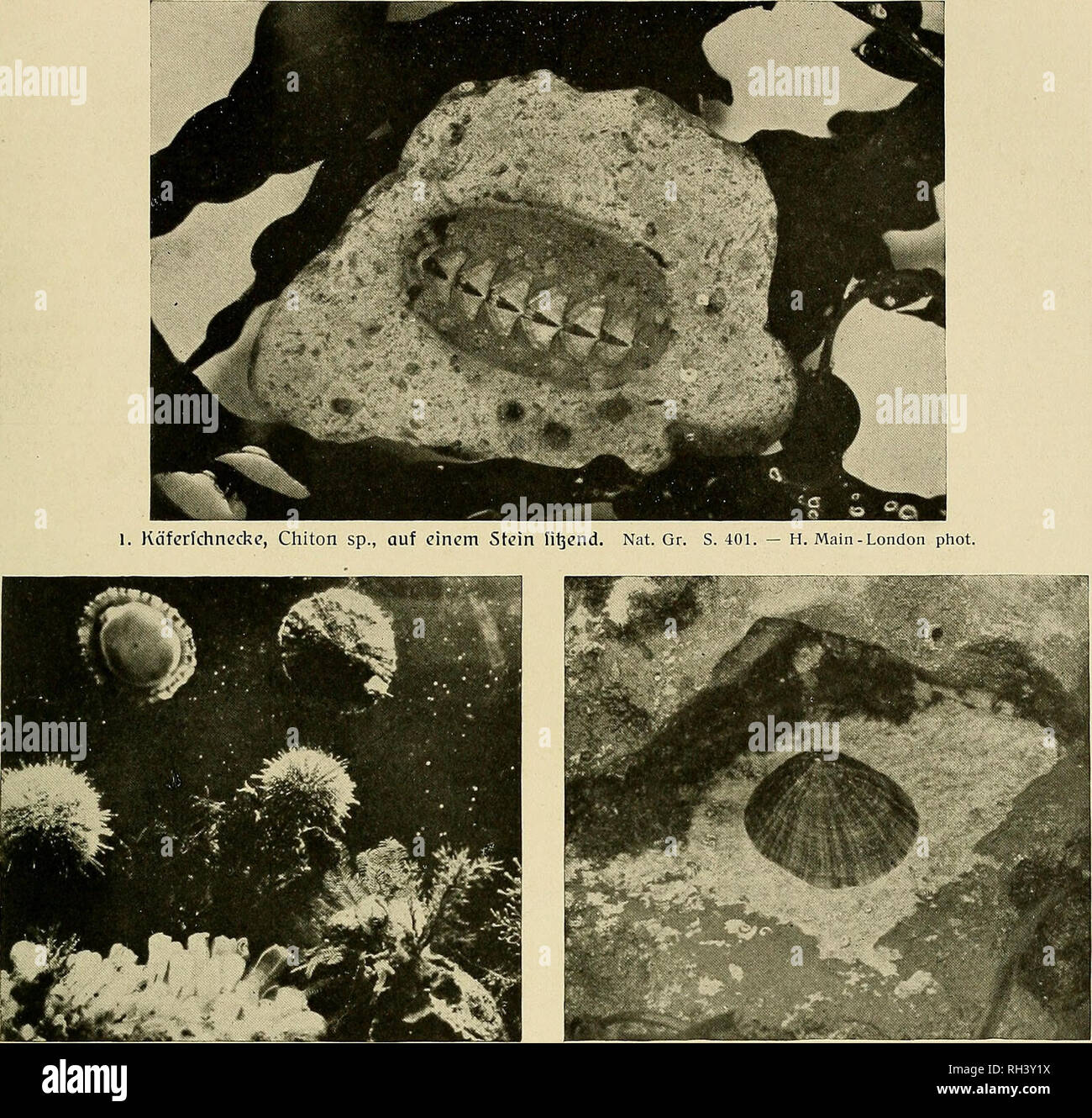 Patella granularis hires stock photography and images Alamy