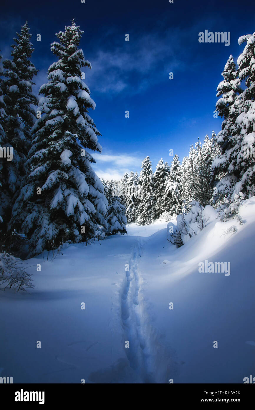 winter at Pertouli, Trikala, Greece Stock Photo