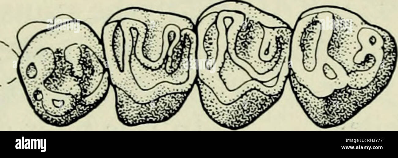 . Breviora. a 7 mm. d Figure 1. Dentition of Protoptychus hatcheri (PU 11235) : a. left cheek teeth, view perpendicular to wear surface; b. left incisor, cross section. Dentition of Mysops parvus (USNM 18043) : c. left cheek teeth, view per- pendicular to wear surface; d. left incisor, cross section. by Wilson, 1937: 450) is thus P C ?' M P'-M' are bra- chyodont and notably higher crowned lingually than labially; although quite worn, they are clearly four-crested (Fig. la). The most conspicuous feature of the crown is a mesoflexus, which is broadest at the labial side and ends, at this stage  Stock Photo