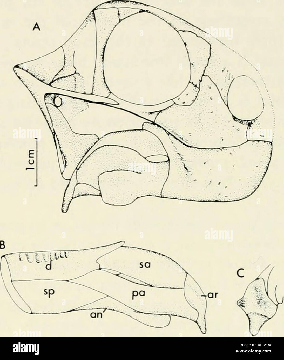 . Breviora. BREVIORA No. 465. Figure 3. Galeops whaitsi. A) reconstruction of skull and lower jaw; B) reconstruction of lower jaw, medial view; C) reconstruction of articular, dorsoposte- rior view. Abbreviations: see Figure 2. parietals extend lateral to this ridge as a ventrally facing shelf that would have provided an area for muscle attachment. This shelf forms a portion of the lateral edge of the temporal fenestra. Anteriorly, a cup-shaped depression is present just anterior and lateral to the area of attachment of the braincase. The quadratojugal is a small splintlike bone resting on the Stock Photo