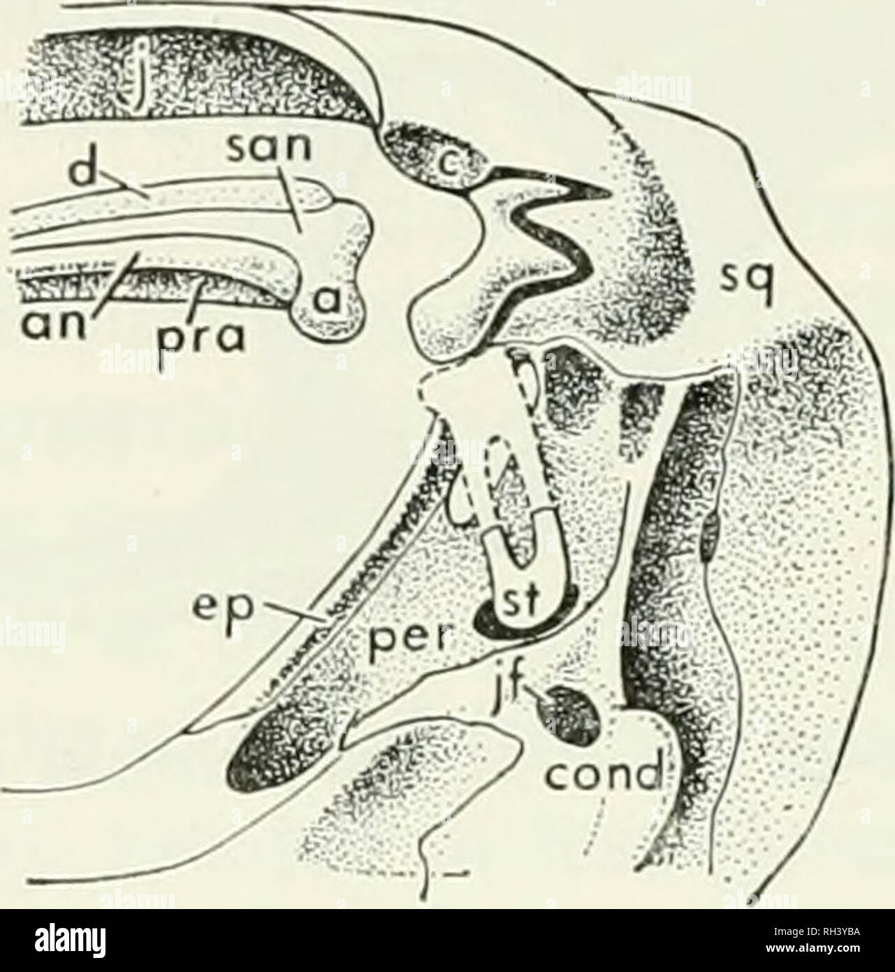 . Breviora. . Fig. 4. External, internal, and ventral views of the region of the jaw articulation of Probainognatlins; a, articular; an, angular; c, incipient &quot;glenoid fossa&quot; on squamosal; cond, occipital condyle; ep, epipterygoid; /, jugal; if, jugular foramen; per, periotic; pra, prearticular; q, quadrate; san, surangular; sq, squamosal; st, stapes. quadrate (with which a small quadratojugal is united), is inserted in these two notches; it is, in our specimens, always loosened and pulled anteriorly somewhat out of position, and has been lost in a number of cases. The articular face Stock Photo