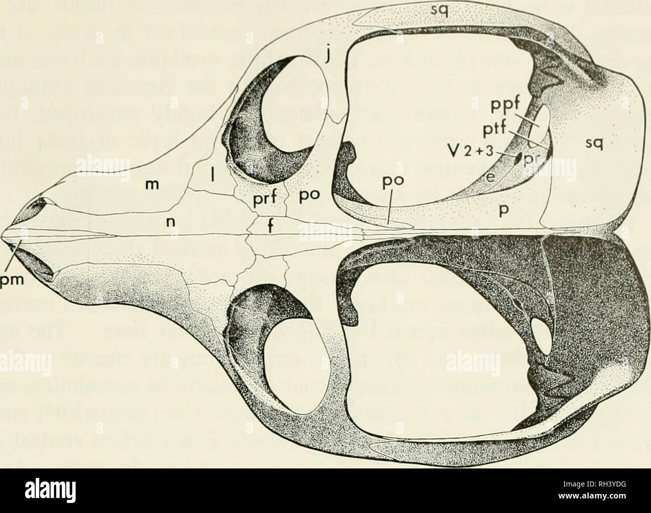 . Breviora. 1970 PROBAINOGNATHUS JENSENI. Fig. 1. Dorsal view of the skull of Probainognathiis. This and Figs. 2-3, 5-8 are composites, about the size of the holotype. Abbreviations for Figs. 1-3 and 5-8: a, articular; an, angular; bo, basioccipital; hs, basisphen- oid and parasphenoid; c, coronoid; d, dentary; e, epipterygoid; /, frontal; fo, fenestra ovalis; /, jugal; jf, jugular foramen; /, lacrimal; m, maxilla; n, nasal; oc, occipital complex; p, parietal; pap, paroccipital process; pi, pala- tine; pm, premaxilla; po, postorbital; pp, postparietal; ppf, pterygoparocci- pital foramen; pr, p Stock Photo