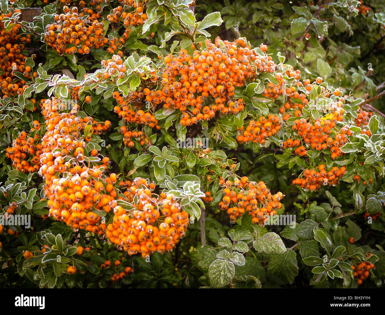 Frost-covered berries on Pyracantha Orange Charmer in an English garden in winter Stock Photo