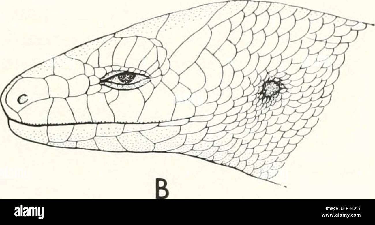 . Breviora. . Figure 2. Dorsal (A) and lateral (B) view of the head of the para- type of Sphenomorphus microtympanus (MCZ 132767) from Garaina, New Guinea. Sphenomorphus microtympanus new species Figures 2, 3, and 5 (top) Holotype. AMNH 104076; an adult collected on 7 July 1969 by Angus F. Hutton in the Morobe District of the Terri- tor' of New Guinea at GARAINA (Fig. 4) at an elevation of approximately 2300 feet. Paratype. MCZ 132767; same data as the holotype. Diagnosis. S. microtympanus is a member of the jasciatus species group of Sphenomorphus and in that it lacks an ecto- pterygoid proc Stock Photo