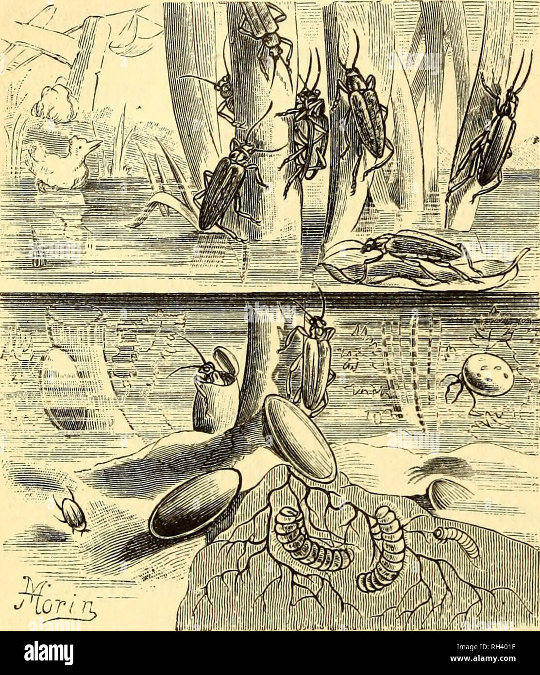 Page 3 Quli High Resolution Stock Photography And Images Alamy